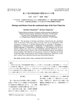 東シナ海大陸斜面域で採集されたエビ類 Shrimps and lobsters from the