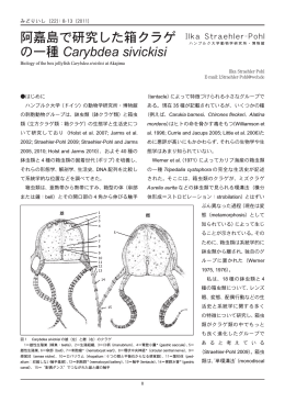 阿嘉島で研究した箱クラゲ の一種 Carybdea sivickisi