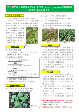 大豆の生育を阻害するマルバルコウ（帰化アサガオ類の一種）の防除対策