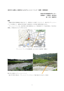 池の中に出現したプレッシャーリッジ - 災害・復興科学研究所