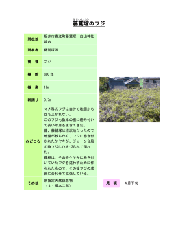 37福井：藤鷲塚のフジ（PDF形式 210キロバイト）