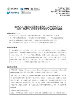 鉄のウロコをまとう深海の巻貝・スケーリーフット （通称：黒