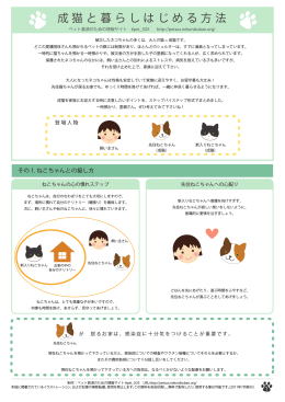 成猫と暮らしはじめる方法