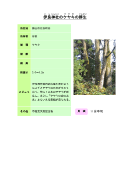 36奥越：伊良神社のケヤキの群生（PDF形式 174キロバイト）
