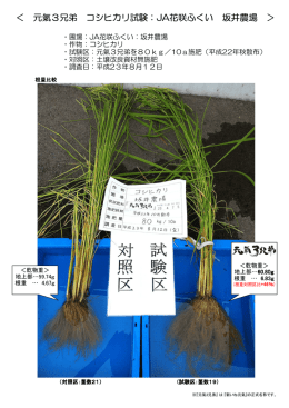 ＜ 元氣3兄弟 コシヒカリ試験：JA花咲ふくい 坂井農場 ＞