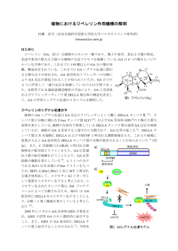 植物におけるジベレリン作用機構の解明