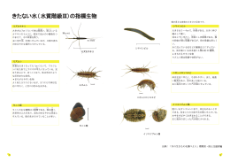 きたない水(水質階級Ⅲ)の指標生物