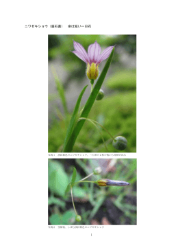 1 ニワゼキショウ（庭石菖） 命は短い一日花