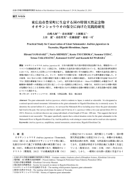 東広島市豊栄町に生息する国の特別天然記念物 オオサンショウウオの