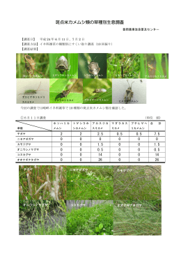 斑点米カメムシ類の草種別生息調査 （PDF：3024KB）