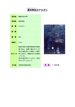 43丹南：酒列神社のアカガシ（PDF形式 154キロバイト）