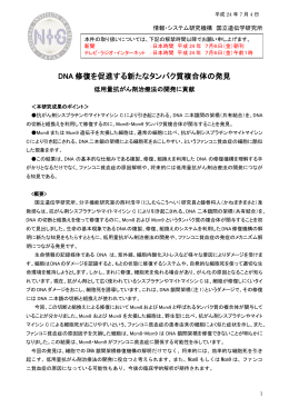 DNA 修復を促進する新たなタンパク質複合体の発見
