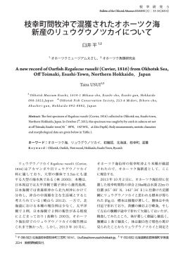 枝幸町問牧沖で混獲されたオホーツク海 新産のリュウグウノツカイについて