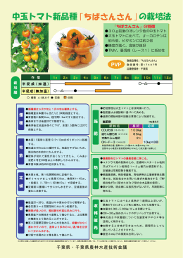 中玉トマト新品種 の栽培法