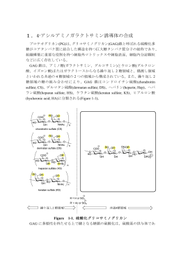 1．4-アシルアミノガラクトサミン誘導体の合成