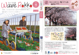 夕暮れの武庫川沿い桜づつみ