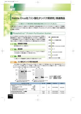 Santa Cruz社「リン酸化タンパク質研究」関連商品