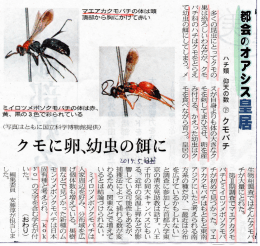 多くの昆虫にとってクモの 詞は恐ろしいわなだが丶 クモ バチ科のハチは