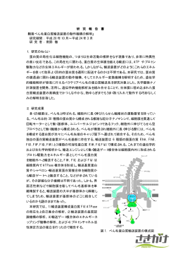 研 究 報 告 書 「細菌べん毛蛋白質輸送装置の動作機構の解明」 研究