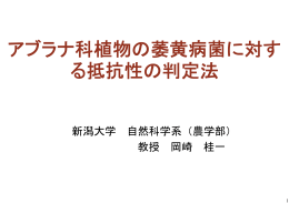 アブラナ科植物の萎黄病菌に対す る抵抗性の判定法