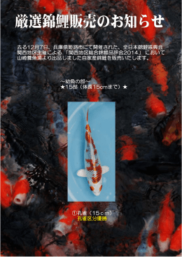 去る12月7日、兵庫県姫路市にて開催された、全日本錦鯉振興会 関西