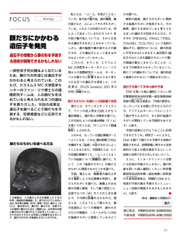 顔だちにかかわる 遺伝子を発見