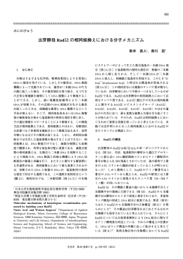出芽酵母 Rad52の相同組換えにおける分子メカニズム
