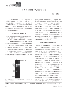 巨大な核酸分子の電気泳動