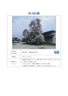 さいはら桜（PDF：461KB）