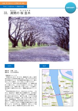 33．満開 の桜 並木