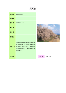 13奥越：弁天桜（PDF形式 93キロバイト）