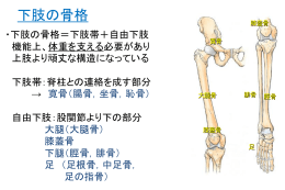 骨格・筋系5