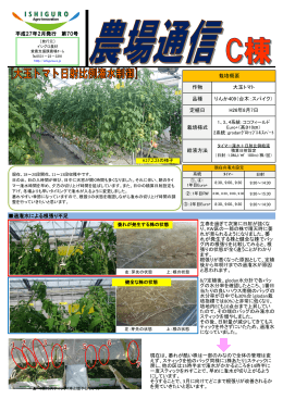 過潅水による根張り不足 作物 大玉トマト 栽培概要 品種