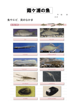 霞ケ浦の魚