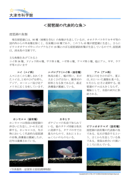 ＜琵琶湖の代表的な魚＞
