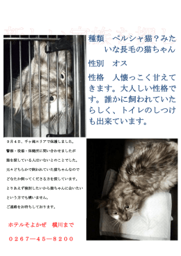 種類 ペルシャ猫？みた いな長毛の猫ちゃん 性別 オス 性格 人懐っこく