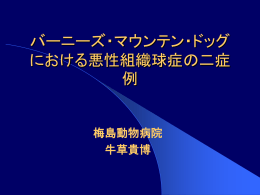 バーニーズ・マウンテン・ドッグ における悪性組織球症の二症 例