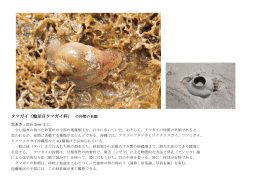 タマガイ（盤足目タマガイ科） の仲間の貝類