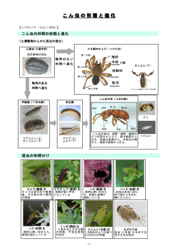 Taro-1. 3-3 昆虫の仲間と進化.jt