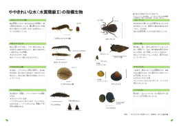 ややきれいな水に棲む生物（PDF：880KB）