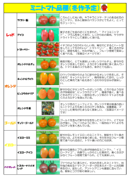 ミニトマト品種（冬作予定）