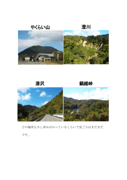 どの場所も少し赤みがかっているくらいで見ごろはまだまだ です。