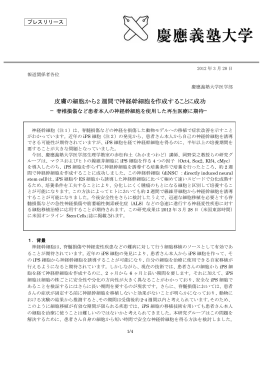 皮膚の細胞から 2 週間で神経幹細胞を作成することに成功