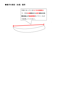 象牙の測定（全長）箇所
