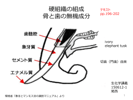 硬組織の組成 骨と歯の無機成分