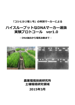 「コシヒカリ環1号」の判別マーカーによるハイスループットなDNAマーカー