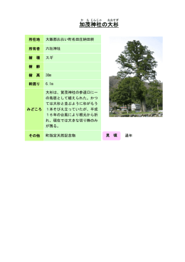 加 茂 神 社 の大 杉