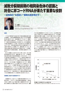 減数分裂期前期の相同染色体の認識と 対合に非コードRNAが