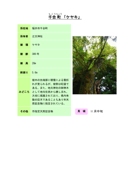 21福井：千合町「ケヤキ」（PDF形式 155キロバイト）