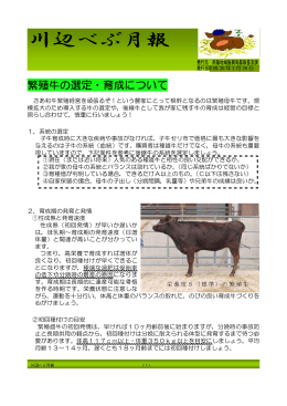 繁殖牛の選定・育成について